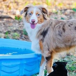 Labrador Retrievers and Miniature Australian Shepherds from Rock Ridge Farms