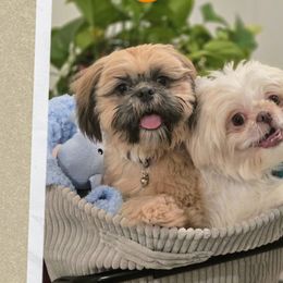 Shih Tzus from Santosh Abraham