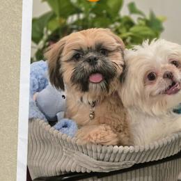 Shih Tzus from Santosh Abraham
