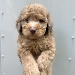 Harper - Brown female Poodle puppy in Titus, Alabama from Paws & Kisses