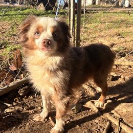 Miniature Australian Shepherd puppies from Puppy Pals