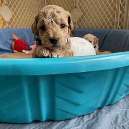 Goldendoodle Puppies from Angel’s Goldendoodle Pups