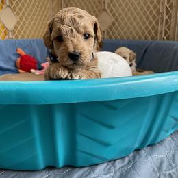 Goldendoodle Puppies from Angel’s Goldendoodle Pups