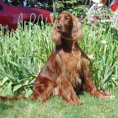 Irish Setters from Chimera Irish Setters