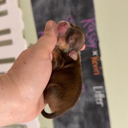 Cooper - Red and white male Chihuahua puppy in Austin, Indiana from Dog Bones N Harmony