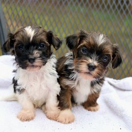 Havanese Puppies from Hoku Havanese