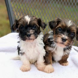 Havanese Puppies from Hoku Havanese