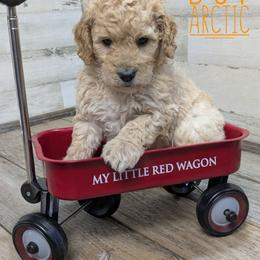 Arctic - Apricot male Goldendoodle puppy in Cambridge, Minnesota from Country Meadow Doodles