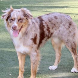 Zoey - Australian Shepherd