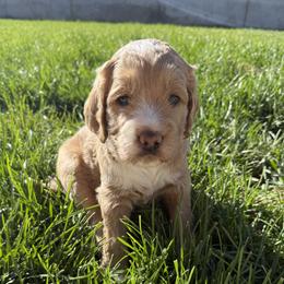 Honey - Apricot female Goldendoodle puppy in Galt, California from Mollyslilpups