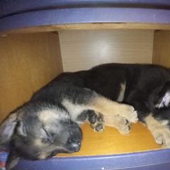 German Shepherd Puppies from Blue Moon German Shepherds