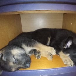 German Shepherd Puppies from Blue Moon German Shepherds