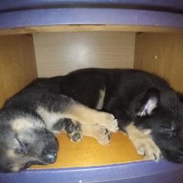 German Shepherd Puppies from Blue Moon German Shepherds