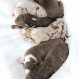 Aussiedoodle and Australian Shepherd Puppies from Mr and Mrs Doodle Farm