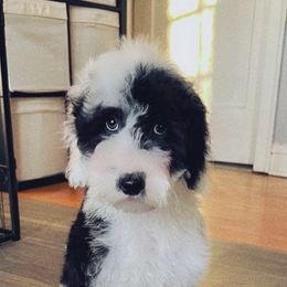 Boy Cairo - Black and white Sheepadoodle puppy in Chicago, Illinois from Chicago Sheepadoodles