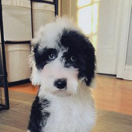 Boy Cairo - Black and white Sheepadoodle puppy in Chicago, Illinois from Chicago Sheepadoodles