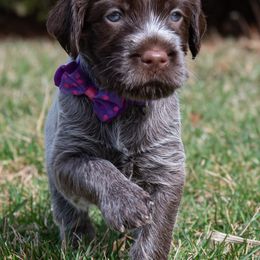 Wirehaired Pointing Griffon Puppies from Black Watch Griffons