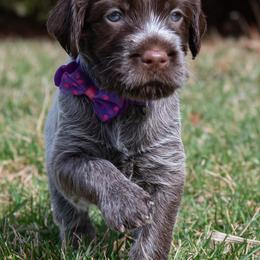 Wirehaired Pointing Griffon Puppies from Black Watch Griffons