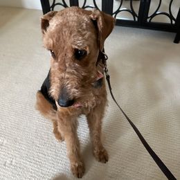 Airedale Terriers and French Bulldogs from Rock of Ages