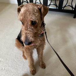 Airedale Terriers and French Bulldogs from Rock of Ages