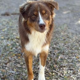 Uno - Red tri-color male Australian Shepherd puppy in Lubbock, Texas from REKN’ Kennel Aussies