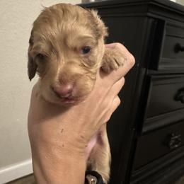 Boy 2 - Dapple male Dachshund puppy in La Marque, Texas from Sweet Southern Dachshunds