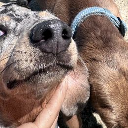 Dachshunds from Thehood_weenies