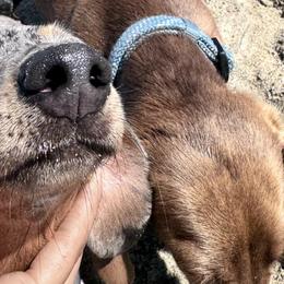 Dachshunds from Thehood_weenies