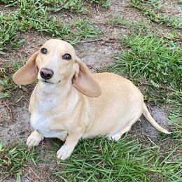 Sadie - Dachshund
