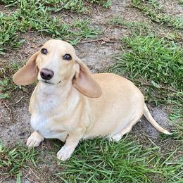 Sadie - Dachshund