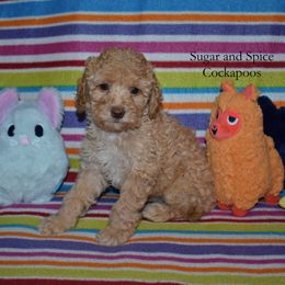 Scout - Buff male Cockapoo puppy in Hopkins, South Carolina from Sugar and Spice Cockapoos