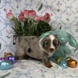 Boy 4 - male Miniature American Shepherd puppy in Kalama, Washington from Lone Pine Miniature American Shepherds