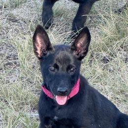 Black Sable Malinois Beautiful and Loving - Black sable female Belgian Malinois puppy in Irmo, Texas from Kaizen Ruach Malinois