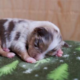 Australian Shepherd Puppies from River Run Australian Shepherds