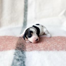 Flin - Black and tan male Dachshund puppy in Salters, South Carolina from Long-Pine Dachshund