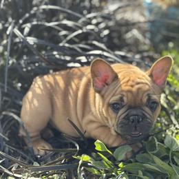 French Bulldog Puppies from Miller Frenchie Farm