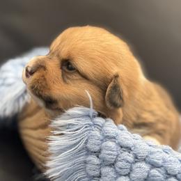Male 2 WITH TAIL - Red male Pembroke Welsh Corgi puppy in Hale, Michigan from All Hale Corgis
