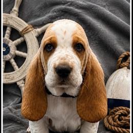 Black collar Male - Red and white male Basset Hound puppy in Columbia, South Carolina from Pawmetto Hounds