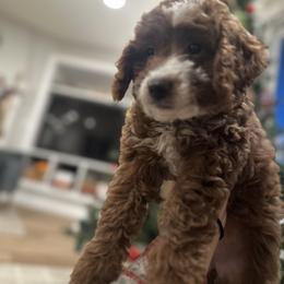 Labradoodle Puppies from California Double Doodles
