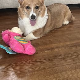 Inori - Pembroke Welsh Corgi