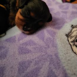 Cavalier King Charles Spaniel Puppies from Penny's from Heaven