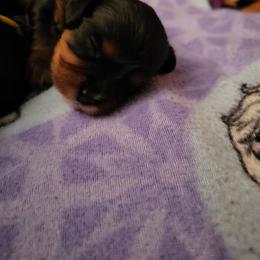 Cavalier King Charles Spaniel Puppies from Penny's from Heaven