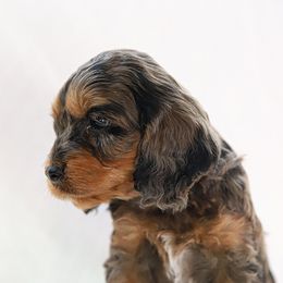 Cockapoo Puppies from Dana's Domain Cockapoos