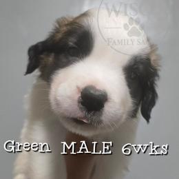 Green collar - Mahogany and white male Saint Bernard puppy in Seymour, Wisconsin from Wisco Family Saints