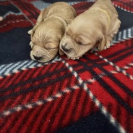 Cockapoo Puppies from Brevard County Cockapoos