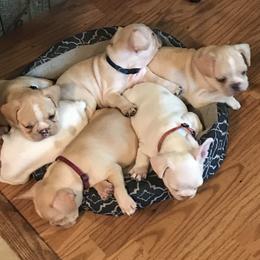French Bulldog Puppies from Melissa Daly