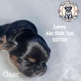 Leroy - Black and tan male Shih Tzu puppy in Sacramento, California from NANA’S  QUALITY SHIH TZU'S