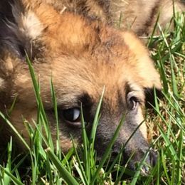 German Shepherds and Labrador Retrievers from DogSmith Purebreds