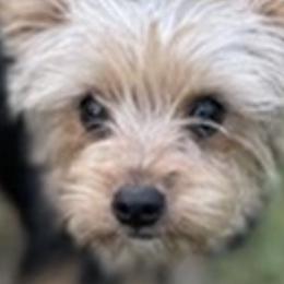 Yorkshire Terriers from Middle Tennessee Teacup Yorkie puppies