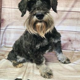 Mona - Miniature Schnauzer